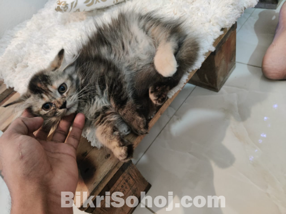 Persian kitten female